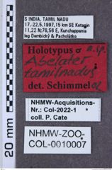 Etiketten zu Tetrigus lewisi (NHMW-ZOO-COL-0010007)